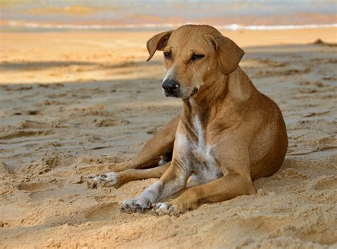 Koira Hiekka Ilmainen Valokuva Pixabayssa