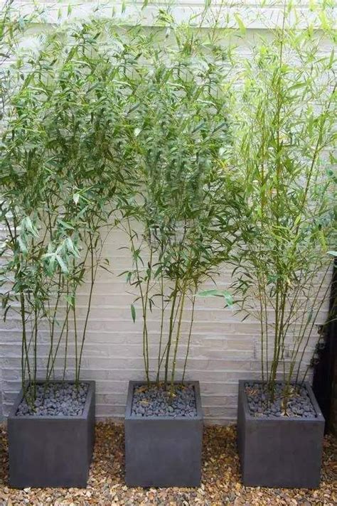 A guide to selecting & growing bamboo in your garden. clumping bamboo plant container patio decor ideas bamboo ...