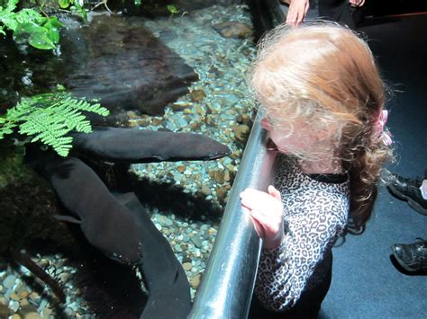 Te Kowhai Kindergarten A Trip To Kelly Tarltons Underwater World
