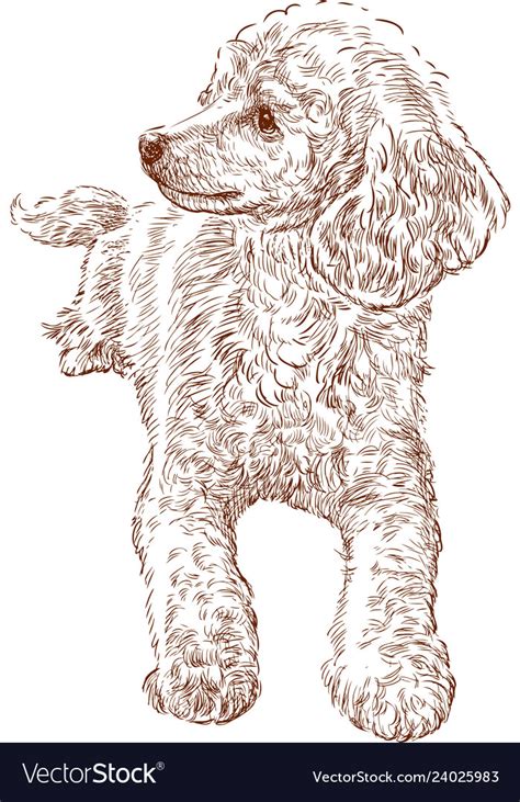 Sketch Of Poodle Royalty Free Vector Image Vectorstock