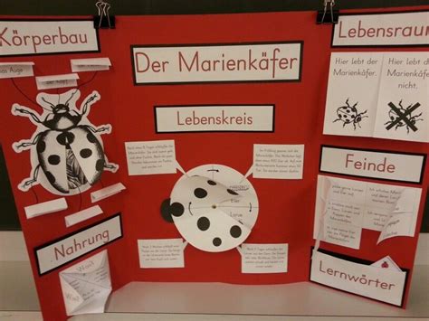 Le livre numérique (en anglais : Lapbook - Marienkäfer | Wissenschaft für kinder, Kinder ...