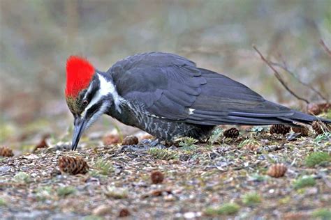 8 Types Of Woodpeckers In Arkansas Wild Bird Scoop