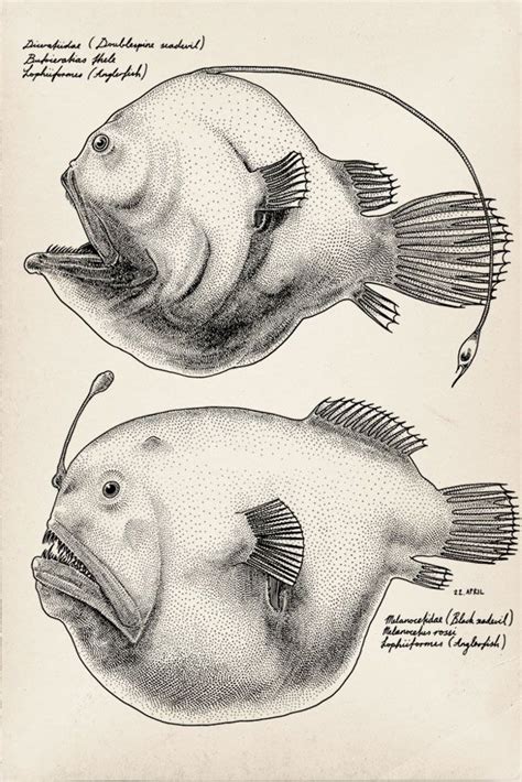 Blog Jared Illustrations Fish Illustration Fish Drawings