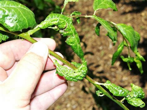 Aphids on plum trees damage to fruit trees by these aphids starts with the feeding on young terminal shoots. Xtremehorticulture of the Desert: Watch for Aphids This ...