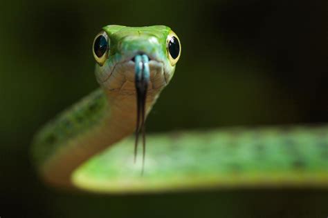 How To Photograph Snakes Nature Ttl