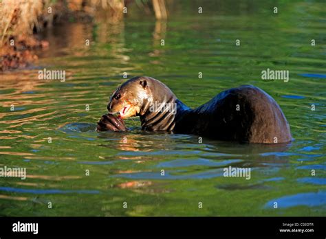 Giant Otter Pteronura Brasiliensis Adult In The Water Eating Fish
