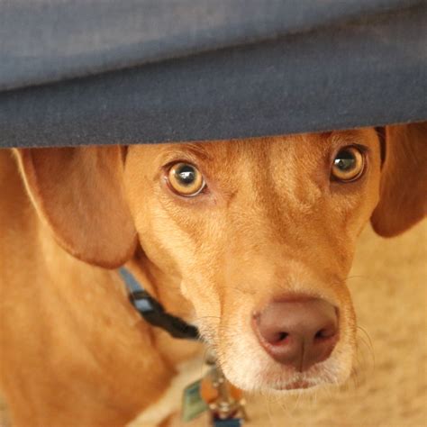 How much rice should you feed a dog with diarrhea? Feeding a Dog Chicken and Rice? | ThriftyFun