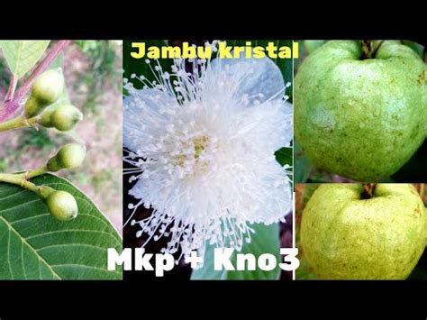 Biji dalam buah jambu kristal ini hanya mencapai 3% saja dari prosentase buah total, dibandingan dengan jambu ada dua cara pembungkusan: Cara Mengatasi Jambu Kristal Busuk - Cara Stek Jambu ...