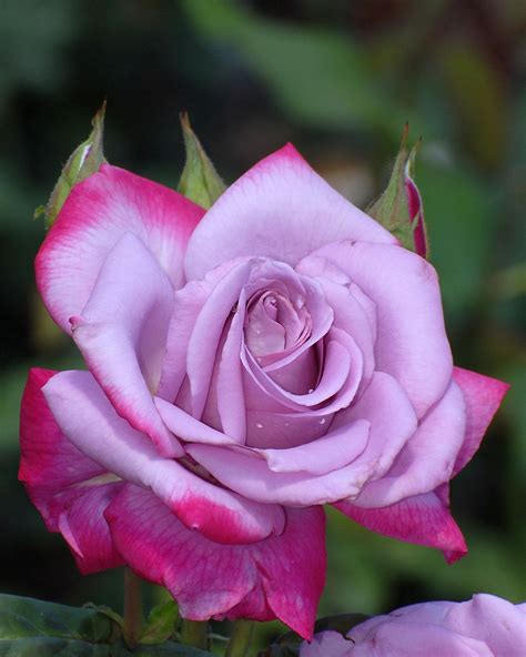 Hybrid Tea Rose Paradise I Just Bought This Bush And Cant Wait For