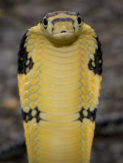 Hooded King Cobra Juvenile