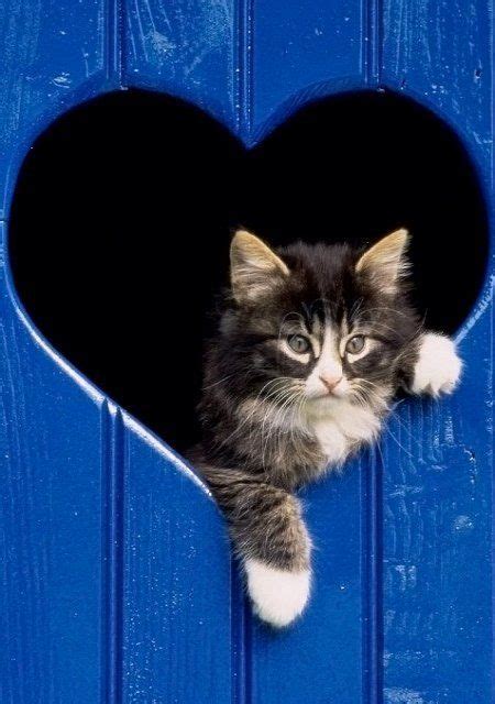 Valentine Cat Wallpaper Cute Cats Animals Cats And Kittens