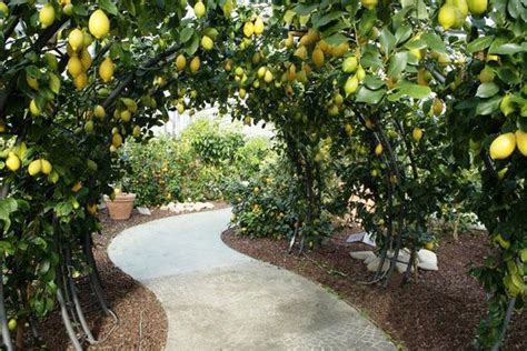 Citrus Arbor Of Lemons Sensory Garden Fruit Garden Citrus Garden