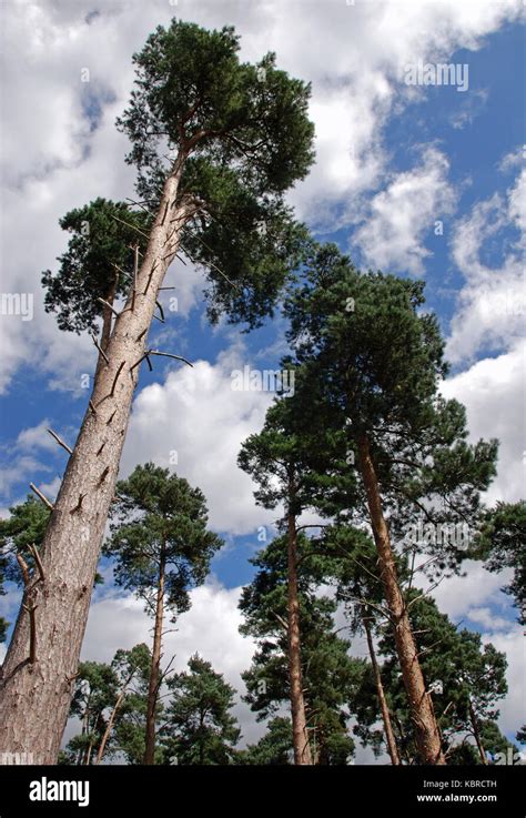 Looking Up From The Base Of A Norwegian Pine Hi Res Stock Photography