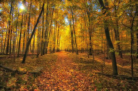 Among Golden Leaves Photograph By Ward Mcginnis Fine Art America