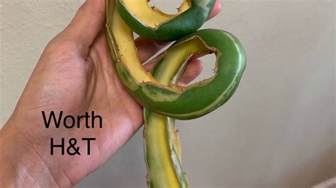 Dragon plant stem for planting in pots 2. Dragon Fruit: Variegated "WORTH VARIEGATED" Plant. - YouTube