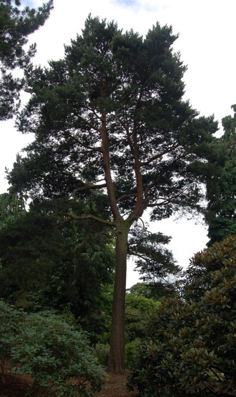 Native Trees Trail Scots Pine Botanics Stories