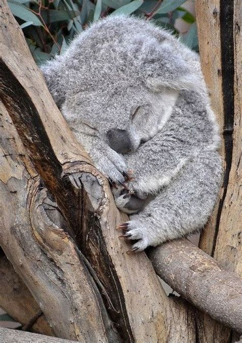 Super Cute Baby Koala Cutest Paw Animal Pinterest Baby Koala