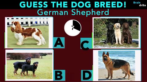 Can You Guess The Dog Breed Animal Quiz Youtube