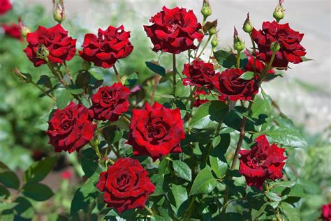 Sent from our nursery · get 1st year blooms · next day shipping Scents in the Garden - Palmers Garden Centre