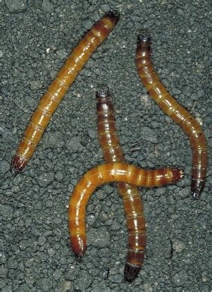 Flea beetles are tiny, but can be very destructive garden pests. Pest: Wireworm - Vermont Organic Farm | Cedar Circle Farm ...