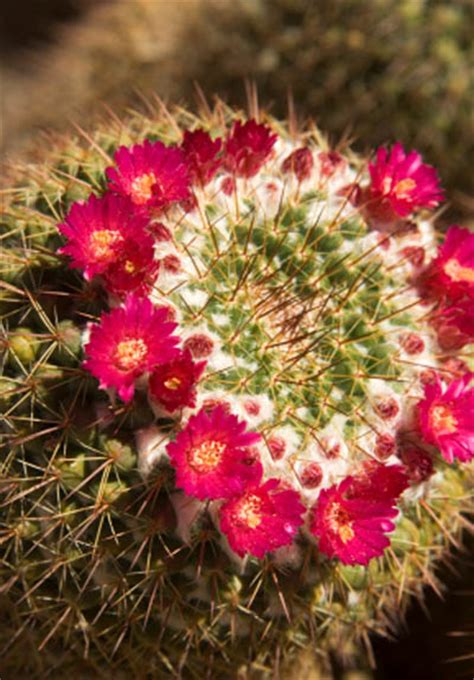 During summer, cactus will give an additional cactus flower which can be eaten raw for +8 health maybe even build a base near desert biome for easy tumbleweed + hound's tooth farm and relying on however i never had food problem with wigfrid and picking cactus may just be a waste of time. Arizona Cactus Flowers | Pictures, Images, Photo Galleries