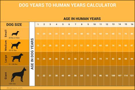 Dog Years To Human Years Explained Infographics