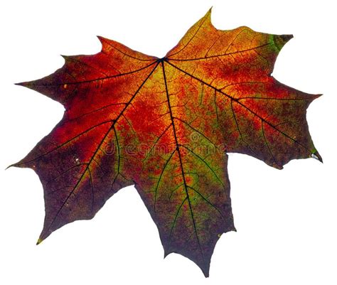 The Autumn Leaf Isolated On A White Background Stock Image
