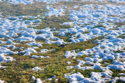 If the cactus is turning yellow from the top, the most one of the most damaging things you can do to a cactus is exposing it to extremely cold temperatures in the winter and also keeping it wet, which is. How Do I Protect My Lawn In Winter? - NJ Best Lawns ...