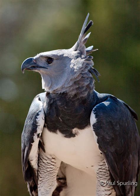 Recent animal studies suggest a role for the ketogenic diet as a potential therapy for amyotrophic lateral sclerosis (als). Harpy Eagle (Harpia harpyja) in Explore Raptors: Facts