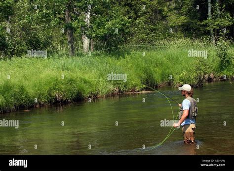 Fisherman Fly Fishing Young Man In The Little Manistee River In