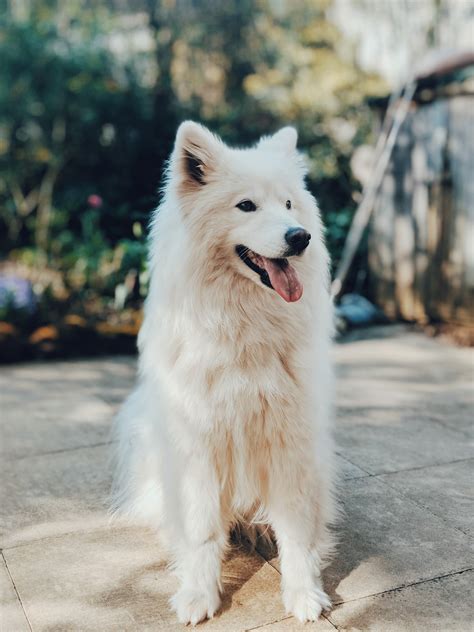 14 Reasons Samoyeds And American Eskimo Dogs Are The Pet Of The Year