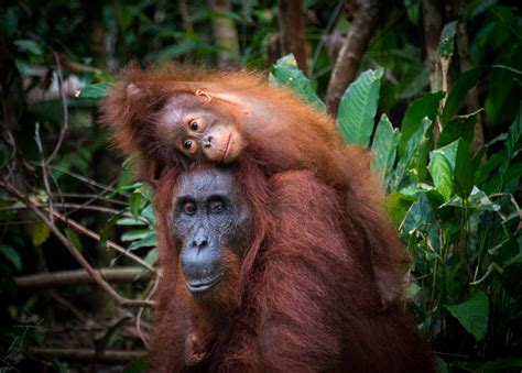Orangutan Adventure Indonesia Expat