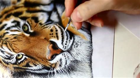Colored Pencil Drawing Tiger Youtube