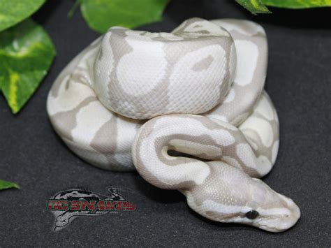 Axanthic Coral Glow Morph List World Of Ball Pythons