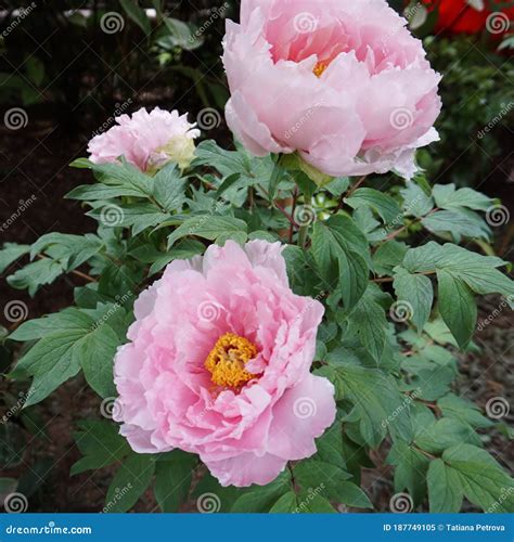 Blooming Pink Peony Peonies On The Flower Bed Stock Image Image Of