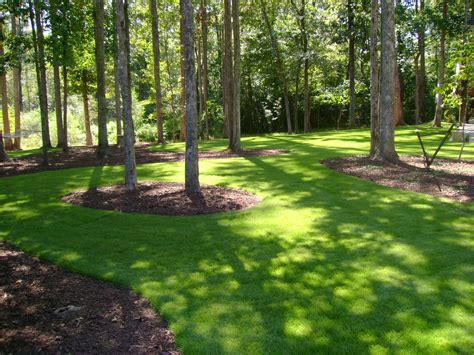 Proper care for a bermuda grass lawn mowing bermuda grass lawns. Zeon Zoysia - #1 Selling Zoysia Grass