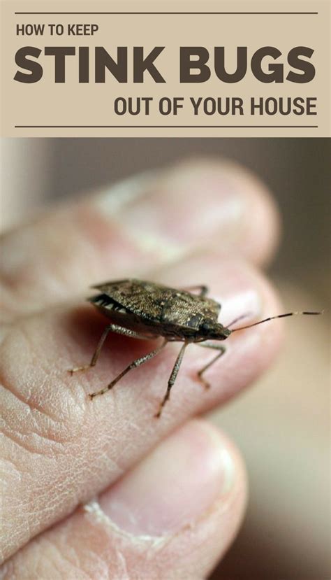 Like Other Pests Stink Bugs Make It Difficult To Control Once Inside