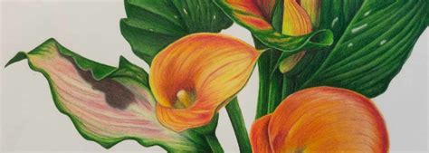 School Of Botanical Art And Illustration Denver Botanic Gardens