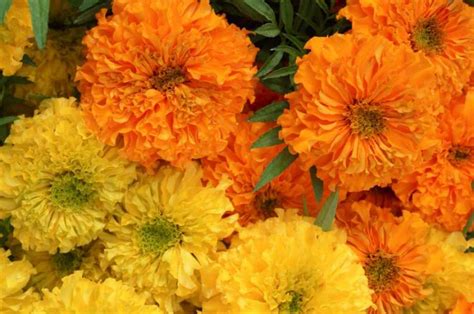 Marigold flower white background, marigold flower garland. Cheerful marigold is flower of the dead - Houston Chronicle