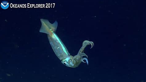 Okeanos Explorer Video Bite: Surprised Squid Squirts Ink ...