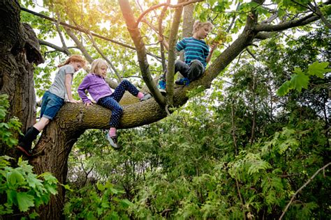 Kids Climbing Very High Tree In Sprintime Stock Photo Download Image