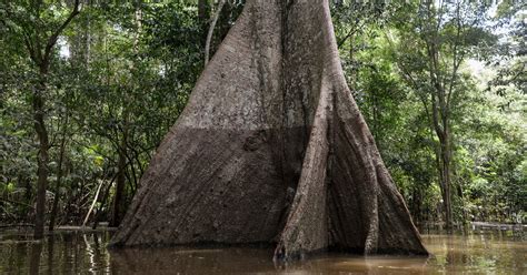 The next phylum in this list is the phylum pteridophyta which is composed of almost 12,000 (with over angiosperms display a vast diversity of plants as they include trees, herbs, shrubs, bulbs. After 300 Years of Collecting, Nearly 12,000 Amazon Tree ...