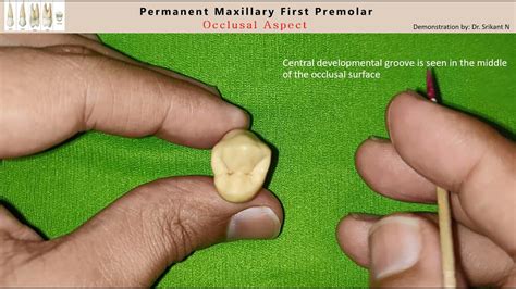 Occlusal Aspect Of The Permanent Maxillary First Premolar Youtube