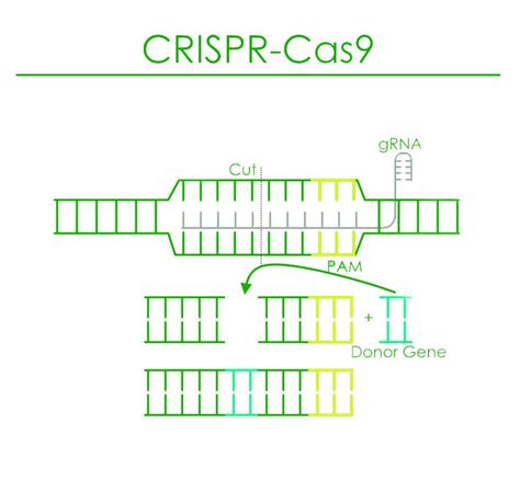 Entry 12 By Poisesolutions For Diagram Of Crisprcas9 Work Flow