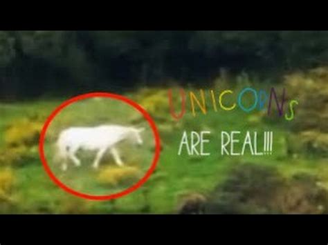 REAL UNICORN sightings caught on camera!? (Proof at last – unicorns