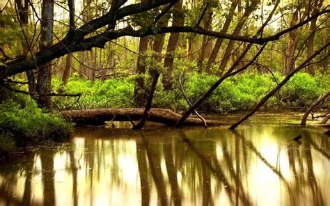Rated 4 out of 5 on makeupalley. Nature Reflection In Water - XciteFun.net