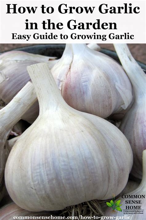 When selecting the cloves, plant those that are around the outside instead of the inside ones because share your garden joys & woes! How to Grow Garlic in the Garden - From Planting to Harvest