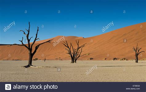 Dead Trees And Red Sand Dunes Namib Desert Dead Vlei Namibia Stock