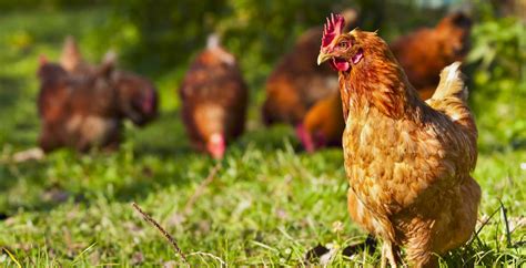 Consume more delicious animals in a wider variety of ways than you ever thought possible! Chicken Collagen Benefits & Collagen Sources in Food - Dr. Axe