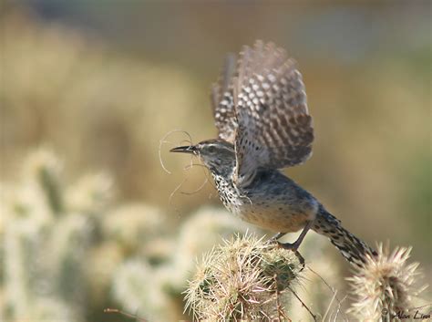 The easter cactus (also called whitsun cactus) is a succulent in the cactaceae family. Cactus Wren Takeoff